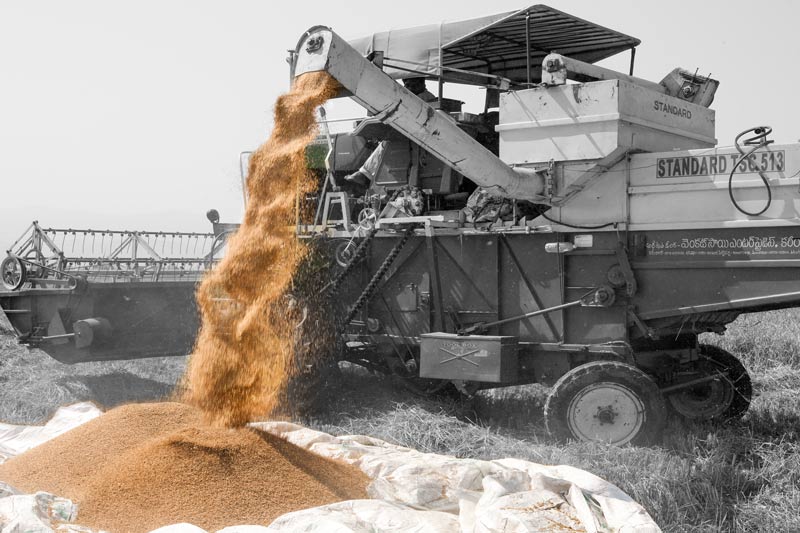 Impact of Green Revolution on Water Resources in India - harvester reaping, threshing and winnowing rice crop in paddy field in Chittoor district, Andhra Pradesh